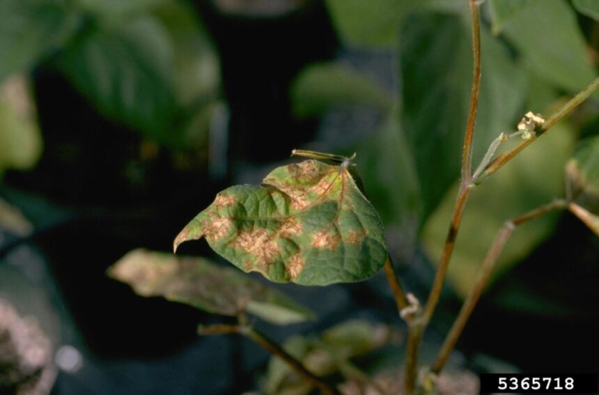 The Genetic Material of Tobacco Mosaic Virus तंबाकू के मोज़ाइक वायरस के जीन का रहस्य